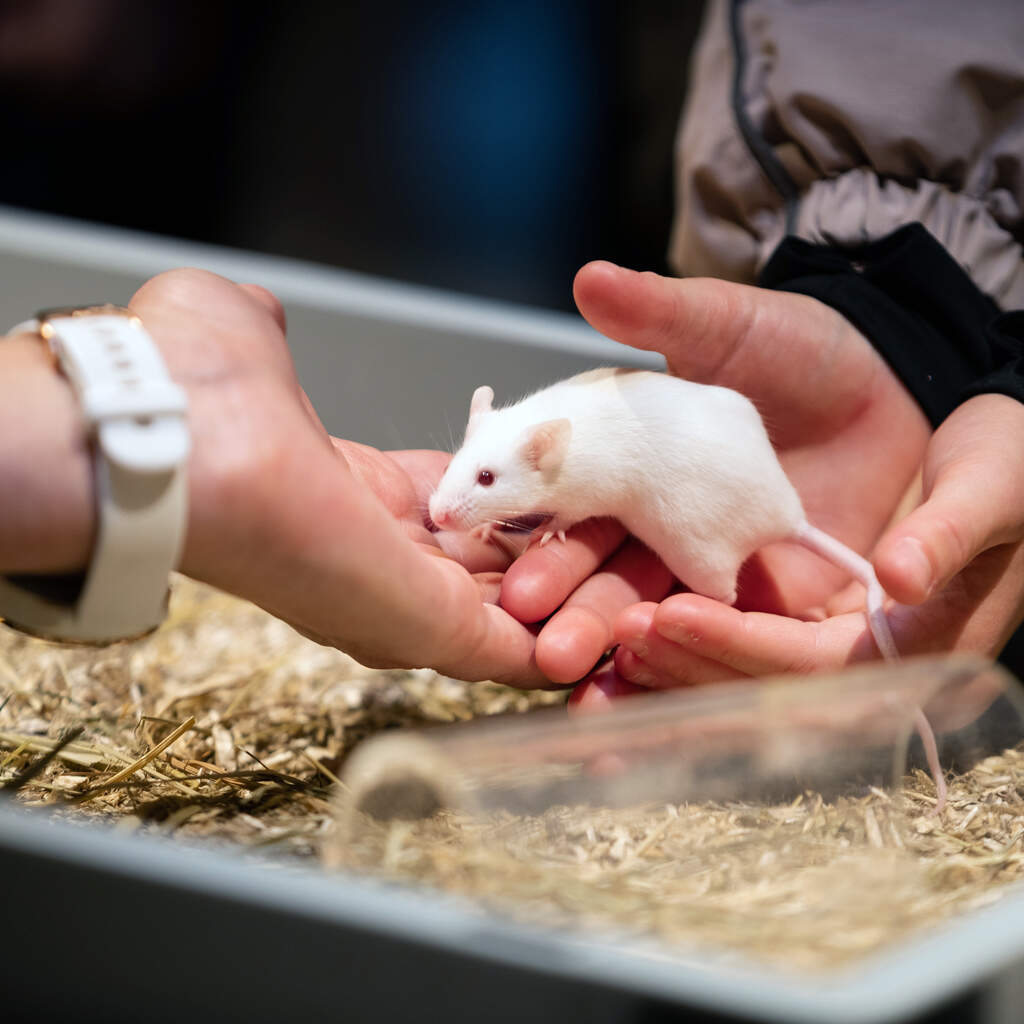 København ZOO DK Gavekort
