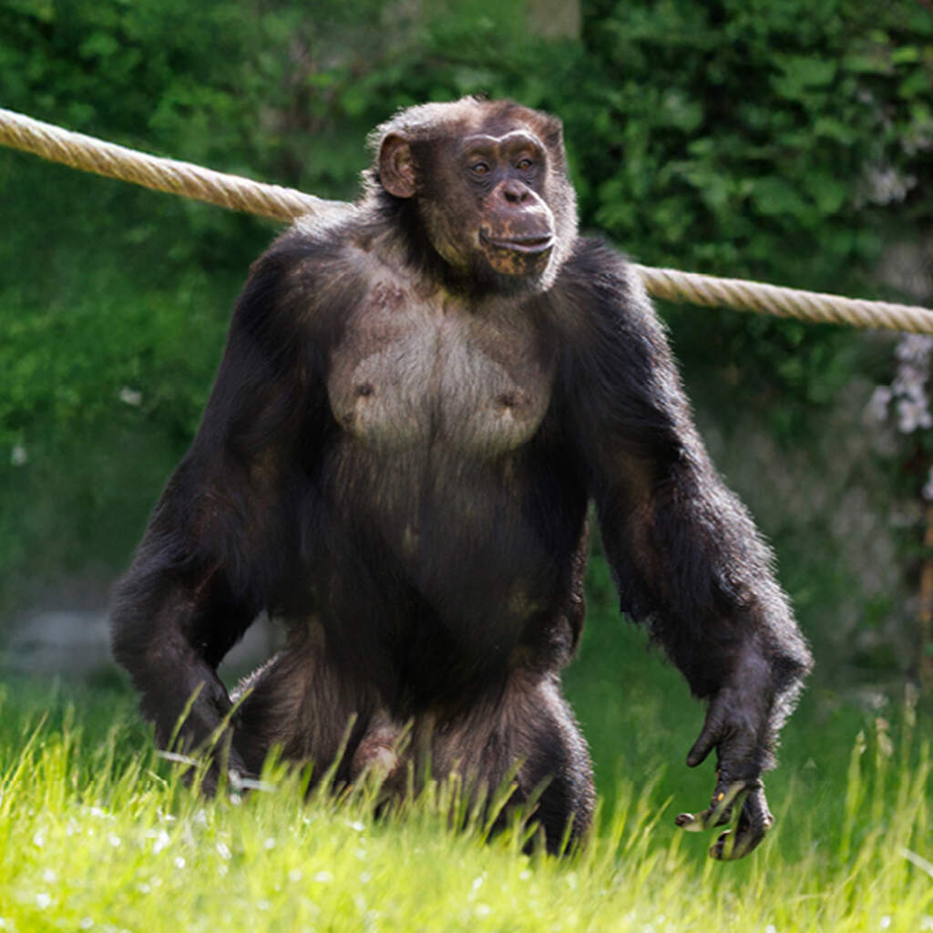 København ZOO DK Gavekort